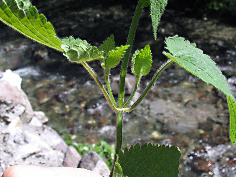 Stachys sylvatica L. /  Stregona dei boschi.